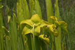 Yellow pitcherplant